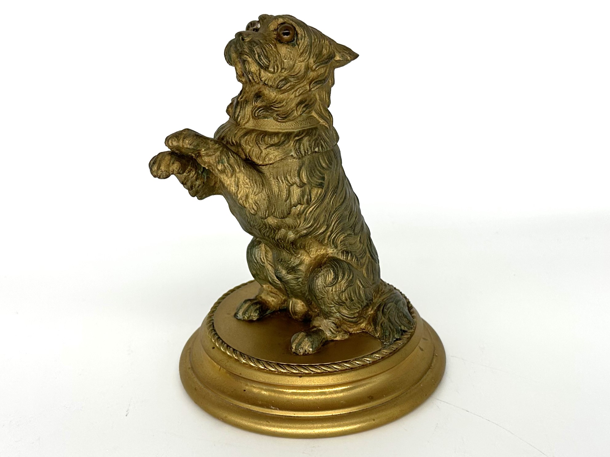 Dog – Terrier Begging